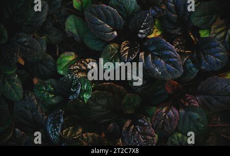 Dunkler abstrakter dichter Hintergrund mit Bugleweed Ajuga Reptans - Schwarze Muschel. Bunte Pflanzenblätter. Schöne gesättigte Naturtapete Stockfoto