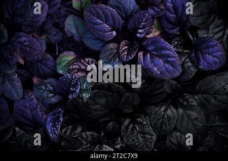 Dunkler abstrakter dichter Hintergrund mit Bugleweed Ajuga Reptans - Schwarze Muschel. Bunte Pflanzenblätter. Schöne gesättigte Naturtapete Stockfoto