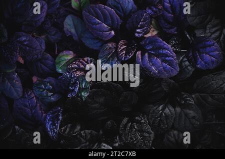 Dunkler abstrakter dichter Hintergrund mit Bugleweed Ajuga Reptans - Schwarze Muschel. Bunte Pflanzenblätter. Schöne gesättigte Naturtapete Stockfoto