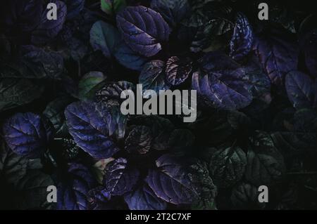 Dunkler abstrakter dichter Hintergrund mit Bugleweed Ajuga Reptans - Schwarze Muschel. Bunte Pflanzenblätter. Schöne gesättigte Naturtapete Stockfoto