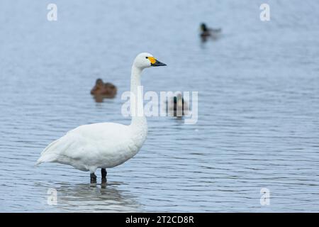 Bewicks Schwan Cygnus bewickii, Erwachsener stehend im Flachwasser, Slimbridge WWT, Gloucestershire, Großbritannien Stockfoto