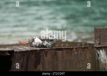 Schwarze guillemot Cepphus grylle, Junges ruht auf versunkener Struktur, Pyramiden, Svalbard, September Stockfoto