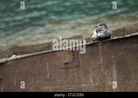 Schwarze guillemot Cepphus grylle, Junges ruht auf versunkener Struktur, Pyramiden, Svalbard, September Stockfoto