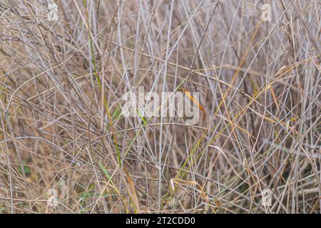 Makro eines grauen Baumes ohne Laub mit trockenen, dünnen Ästen. Herbst, Frühlingszeit. Nahaufnahme eines strukturierten Busches. Abstrakter, natürlicher Hintergrund einer roug Stockfoto