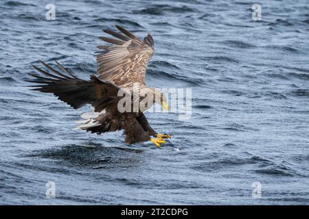 Seeadler (Haliaeetus albicilla) Jagd auf Loch na Keal, Isle of Mull, Schottland, Vereinigtes Königreich. Stockfoto