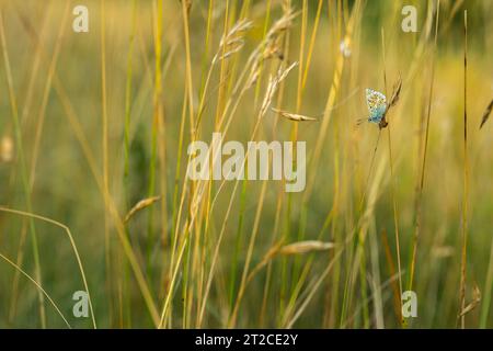 Gewöhnliches blaues Polyommatus icarus, Imago männlich auf Gräsern, Draycott Schlitten, Somerset, Großbritannien, August Stockfoto