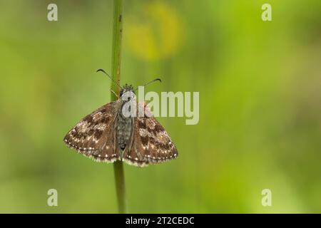 Dummkopf Skipper Erynnis Tags, Imago auf Pflanzenstamm, Forest of Dean, Gloucestershire, Großbritannien, Juni Stockfoto