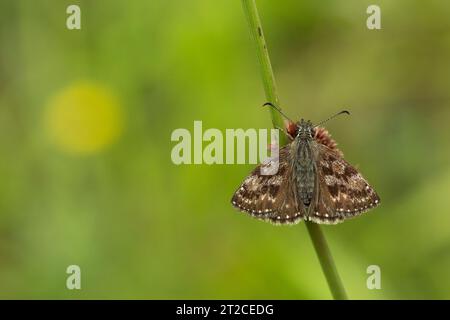 Dummkopf Skipper Erynnis Tags, Imago auf Pflanzenstamm, Forest of Dean, Gloucestershire, Großbritannien, Juni Stockfoto