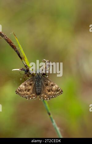 Dummkopf Skipper Erynnis Tags, Imago auf Pflanzenstamm, Forest of Dean, Gloucestershire, Großbritannien, Juni Stockfoto