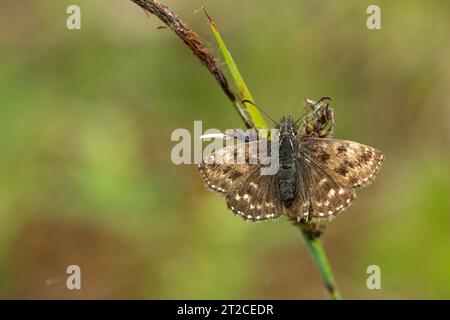 Dummkopf Skipper Erynnis Tags, Imago auf Pflanzenstamm, Forest of Dean, Gloucestershire, Großbritannien, Juni Stockfoto