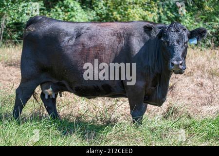 Angus kreuzte Brutkuh, die breit auf einer Sommerweide stand, während sie auf die Kamera blickte. Stockfoto