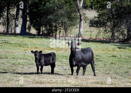 Wunderschönes Angus-gekreuztes Kuh-Kalb-Paar auf einer Weide, das aufmerksam auf die Kamera bei hellem Sonnenlicht blickt. Stockfoto