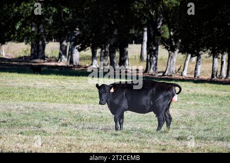 Schwarze Erstkälber, Angusfärse bei aktiver Geburt. Plazenta und Kälberhufe sind sichtbar, da sie einen geeigneten Ort für die Geburt findet. Stockfoto