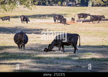 Herbstkalbezeit in Alabama. Eine erste Kälberkuh reinigt ihr neugeborenes Kalb, während eine stark schwangere Kuh auf einer Dürre vorbeiläuft Stockfoto