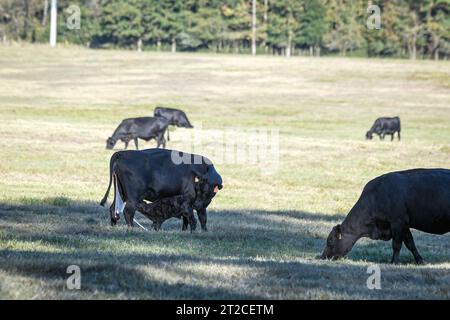 Erstkalb, Angus-Kuh mit ihrem neugeborenen Kalb auf einer Dürre geplagten Weide mit anderen Rindern im Zentrum von Alabama im Oktober. Stockfoto