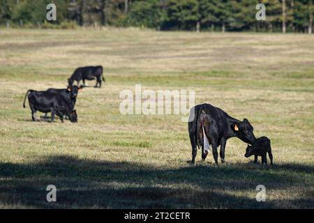 Ein neugeborenes Anguskalb, das im Oktober von seiner Mutter auf einer offenen Weide mit anderen Rindern im Hintergrund in Zentral-Alabama gereinigt wurde. Stockfoto