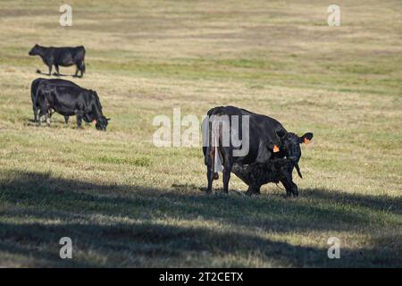 Ein neugeborenes Angus-Kalb bekommt seinen ersten Drink vom Kolostrum der Mutter auf einer offenen Weide mit anderen Rindern im Hintergrund in Zentral-Alabama in Octobe Stockfoto