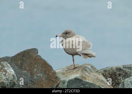 Glaucous Möwe Larus hyperboreus, juvenile hoch auf Felsen, Longyearbyen, Svalbard, Norwegen, September Stockfoto