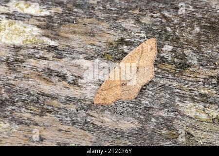 Jersey Mocha Cyclophora ruficiliaria, Imago auf Holzbank, Falmouth, Cornwall, Großbritannien, Juli Stockfoto