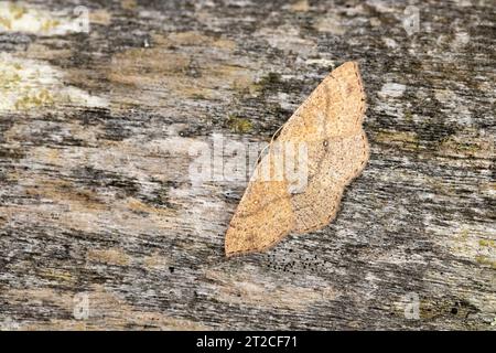 Jersey Mocha Cyclophora ruficiliaria, Imago auf Holzbank, Falmouth, Cornwall, Großbritannien, Juli Stockfoto