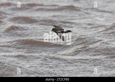 Leach's Storm Petrel Oceanodroma leucorhoa, im Flug während des Wintersturms, Severn Mündung, Severn Beach, Somerset, Vereinigtes Königreich, Dezember Stockfoto