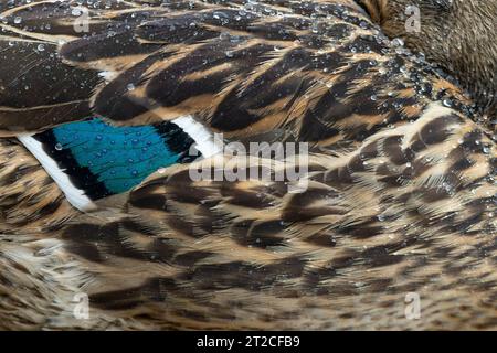 Stocktier Anas platyrhynchus, Erwachsene weibliche Feder Nahaufnahme, Slimbridge, Gloucestershire, Großbritannien, März Stockfoto