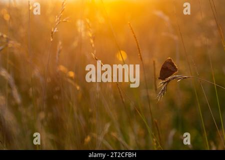 Wiesenbraun Maniola jurtina, Imago auf Grasstängel, Draycott Sleights, Somerset, Großbritannien, August Stockfoto