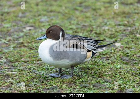 Northern pintail Anas acuta, männliche Schlafplätze für Erwachsene, Slimbridge WWT, Gloucestershire, Großbritannien Stockfoto