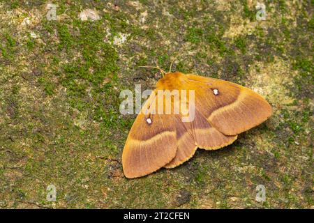 Eiche-Egar Lasiocampa quercus, Imago female Roosting, Weston-Super-Mare, Somerset, Vereinigtes Königreich, September Stockfoto