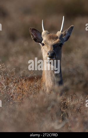 Sika Hirsch Cervus nippon, unreifer Rüde in Heidegebieten, Studland, Dorset, Großbritannien Stockfoto