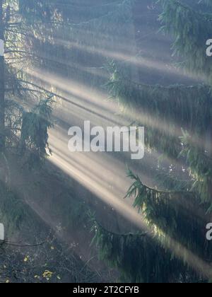 Dramatische Nebelbedingungen bei Sunrise im Clun Valley, South Shropshire, England, Großbritannien Stockfoto