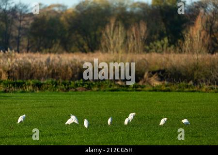 Westlicher Rinderreiher Bubulcus ibis, Herde auf Farmland, Westhay, Somerset, Großbritannien, November Stockfoto