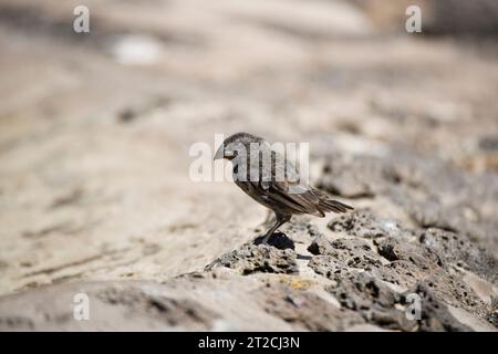 Darwins finch auf Santa Cruz Island, Galapagos Islands, Ecuador, Südamerika Stockfoto