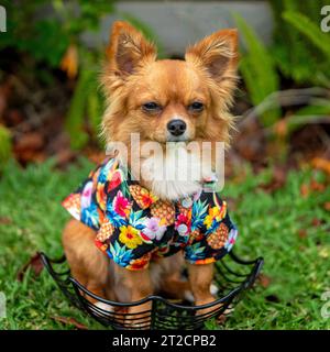 Ein brauner langer Mantel chihuahua in einem hawaiianischen Hemd Stockfoto