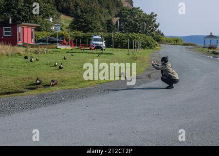 Enten trinken Wasser in Lance Cove auf Bell Island, Neufundland & Labrador, Kanada Stockfoto