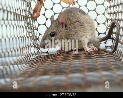 Ratte in Käfig-Mausefalle auf weißem Hintergrund, Maus findet einen Ausweg aus der Eindämmung, Fallen und Entfernen von Nagetieren Stockfoto