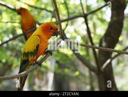 Ein schönes Paar sonnengelber Konure Vogel, der auf einem Baumzweig thront, in einem großen botanischen Garten im Vogelpark. Stockfoto