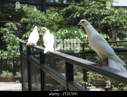 Wunderschöne weiße Tauben stehen auf einem Zaun in einem großen botanischen Garten in der Volierenkuppel Stockfoto