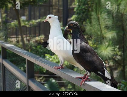 Wunderschöne weiße Tauben und eine schwarze, die auf einem Zaun in einem großen botanischen Garten in der Volierenkuppel stehen Stockfoto