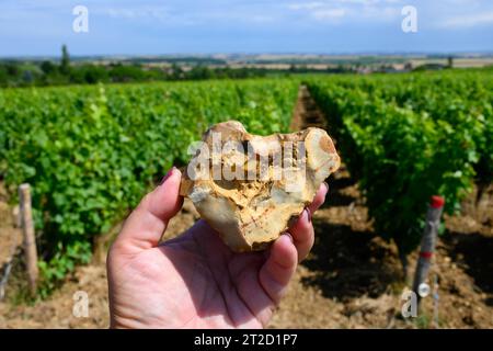 Probe von Boden, Feuerstein, Weinbergen der Pouilly-Fume-Appellation, Herstellung von trockenem Weißwein aus sauvignon Blanc Trauben, die auf verschiedenen Arten von wachsen Stockfoto