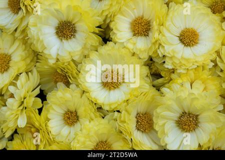 Strauß von Chelsey Yellow Mum Flowers. Stockfoto