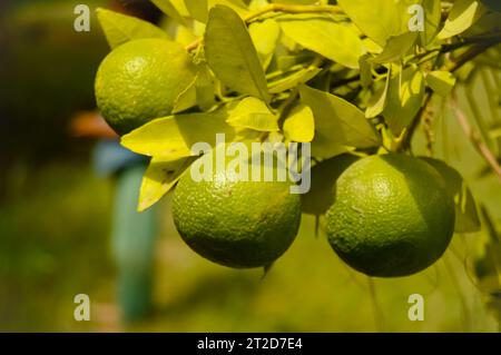 Grüne Pomelo-Frucht hängt am Zweig. Zitrusfrüchte. Lindenbaum mit Früchten Nahaufnahme. Gesunde Calamansi oder Calamondin Nahaufnahme. pani Dodam. Zitruslimette Stockfoto