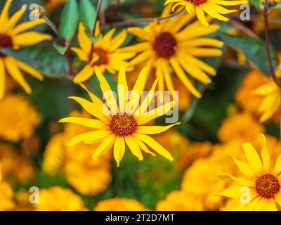 Helenium Kanaria Niesweed Gänseblümchen in den Sommermonaten. Sneezeweed Blume - Helenium, gelbe Blüten aus der Nähe Stockfoto
