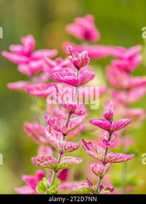 Salvia rosa Blüten mit grünen Blättern Blüte, Heilpflanze im Sommer, Nahaufnahme. Rosa Blumenhintergrund von blühendem rosa Salbei Merlau Rose Hairy s Stockfoto