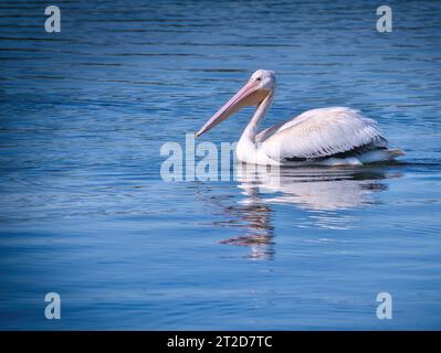 White Pelican Bird schwimmt an einem sonnigen Tag über einen Blue Lake Stockfoto