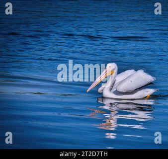 White Pelican Bird schwimmt an einem sonnigen Tag über einen Blue Lake Stockfoto