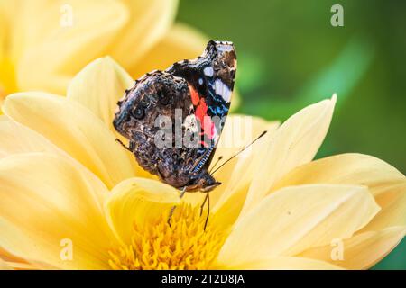 Indischer roter Admiral-Schmetterling sammelt Nektar auf einer gelben Blumennaht. Vanessa vulcania Stockfoto