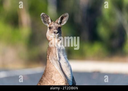 Macropus giganteus (Eastern Grey Känguru) ist ein Beuteltier im östlichen Drittel Australiens, Porträt. Stockfoto
