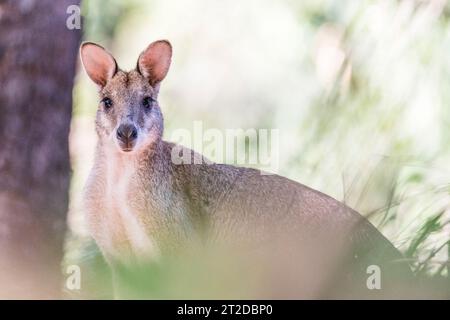 Das agile Wallaby (Notamacropus agilis), auch bekannt als Sandwallaby, ist eine Art von Wallaby, die im Norden Australiens und im Süden Neuguineas zu finden ist Stockfoto