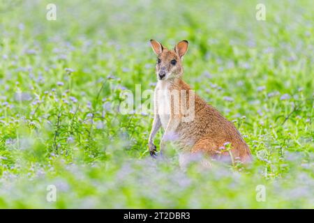 Das agile Wallaby (Notamacropus agilis), auch bekannt als Sandwallaby, ist eine Art von Wallaby, die im Norden Australiens und im Süden Neuguineas zu finden ist Stockfoto